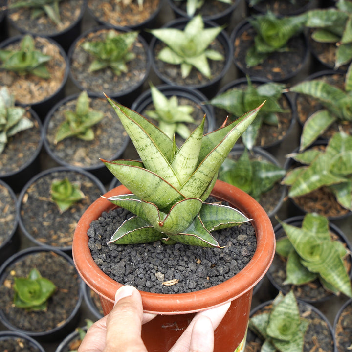 Sansevieria Personi Basebal