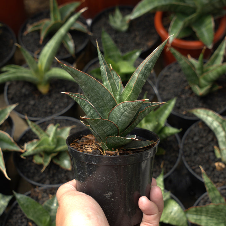 sansevieria  royal crown  cordova x deserti cordova-Succulentasia