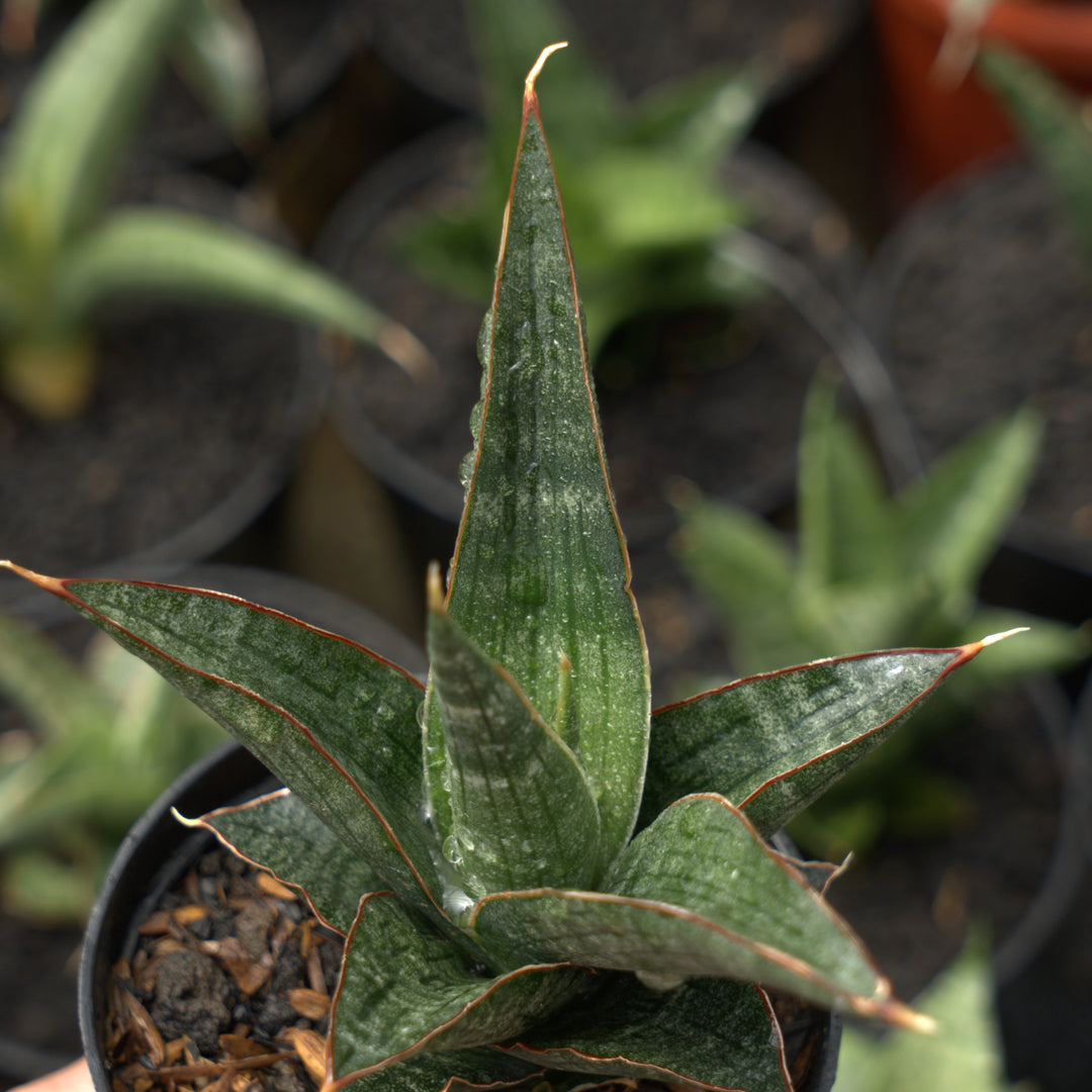 sansevieria  royal crown  cordova x deserti cordova-Succulentasia