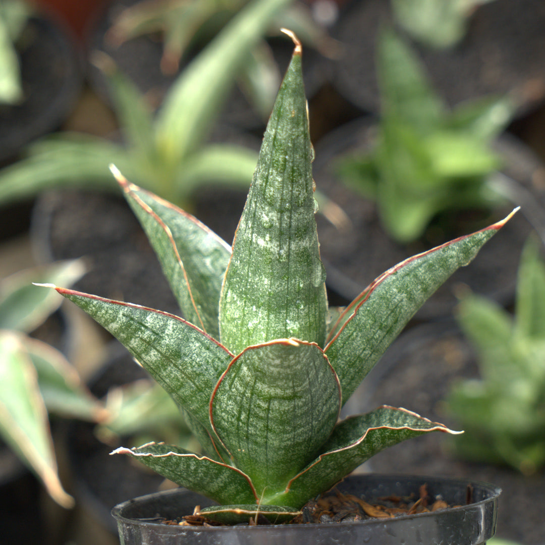 sansevieria  royal crown  cordova x deserti cordova-Succulentasia