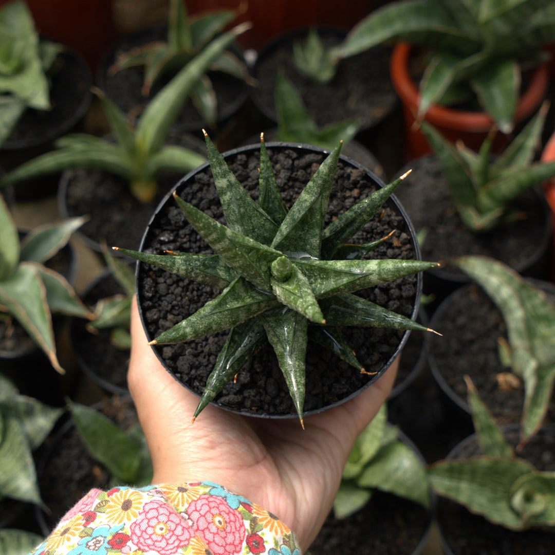 sansevieria aya motomo x boncel-Succulentasia