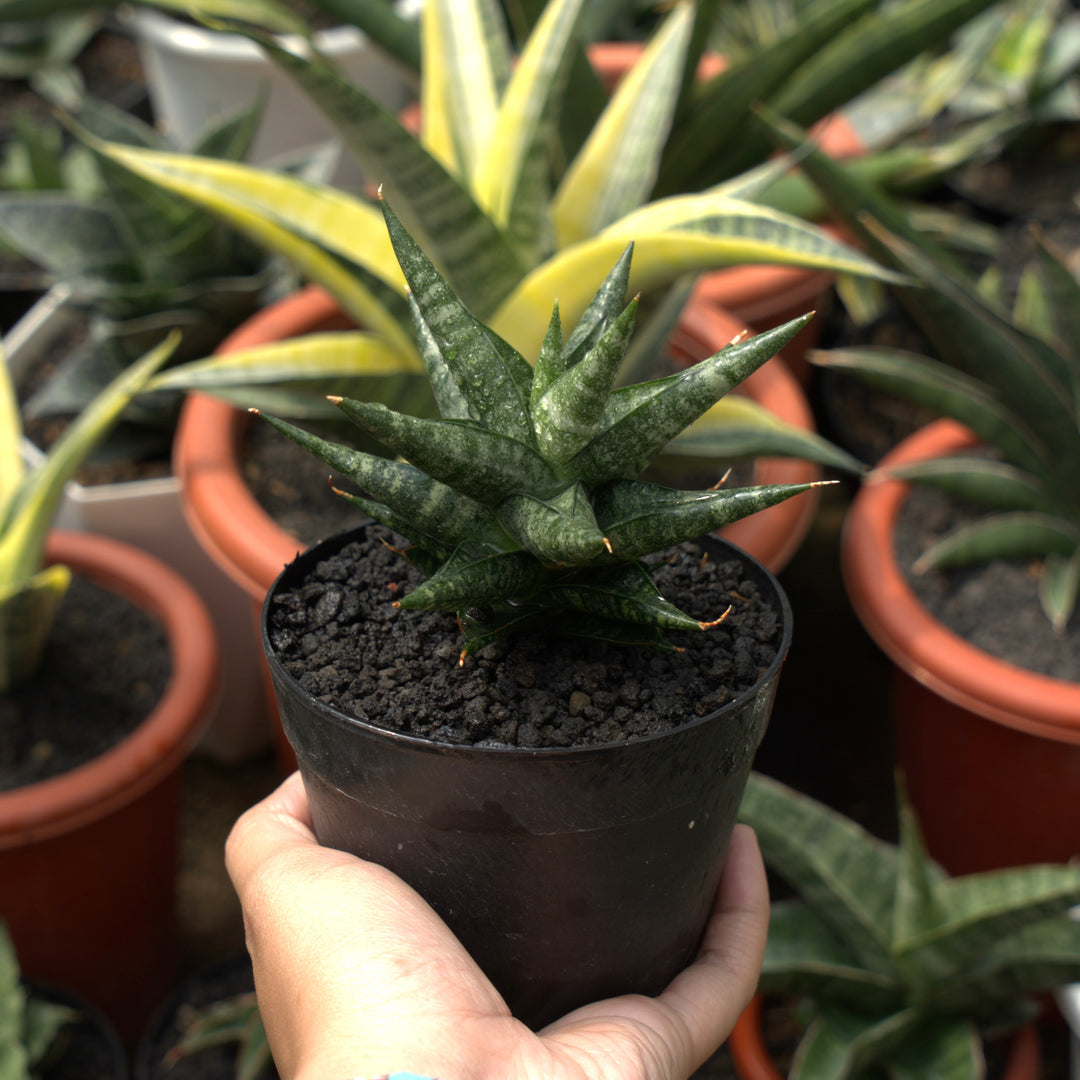 sansevieria bella mutomo Sansevieria Motomo x Boncel – Succulentasia