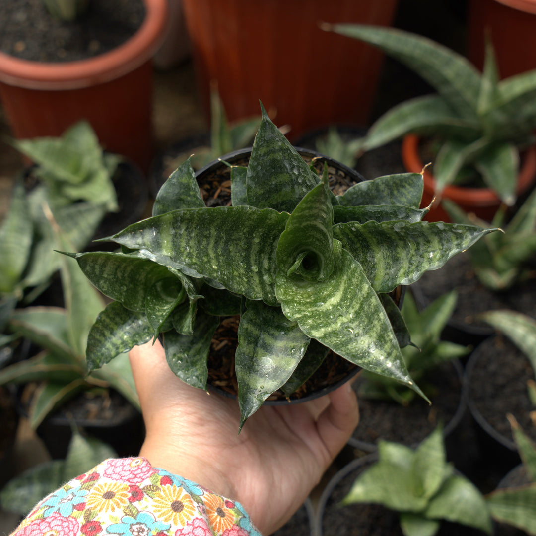 sansevieria kraden-Succulentasia