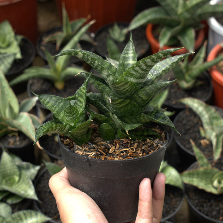 sansevieria kraden-Succulentasia