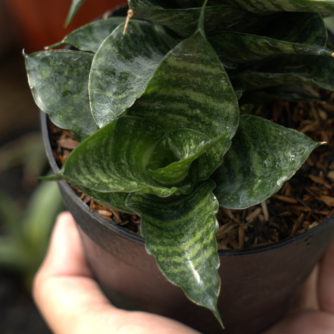 sansevieria kraden-Succulentasia