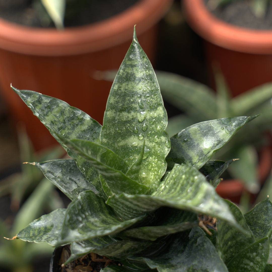 sansevieria kraden-Succulentasia