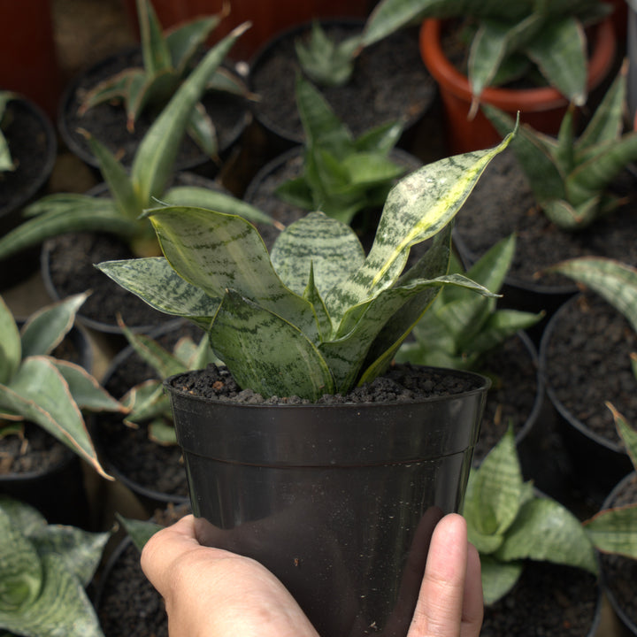 sansevieria marga variegated-Succulentasia