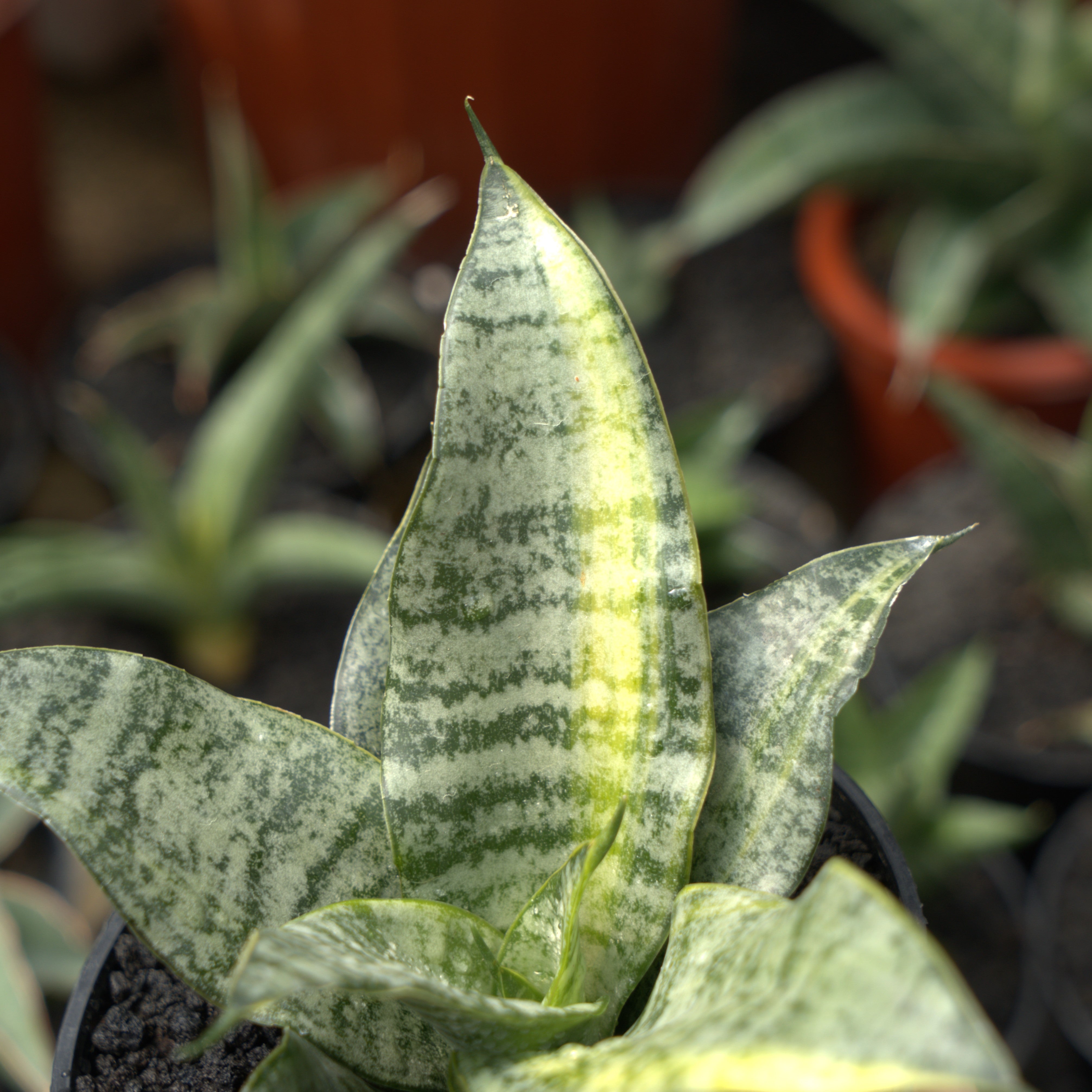 Sansevieria \