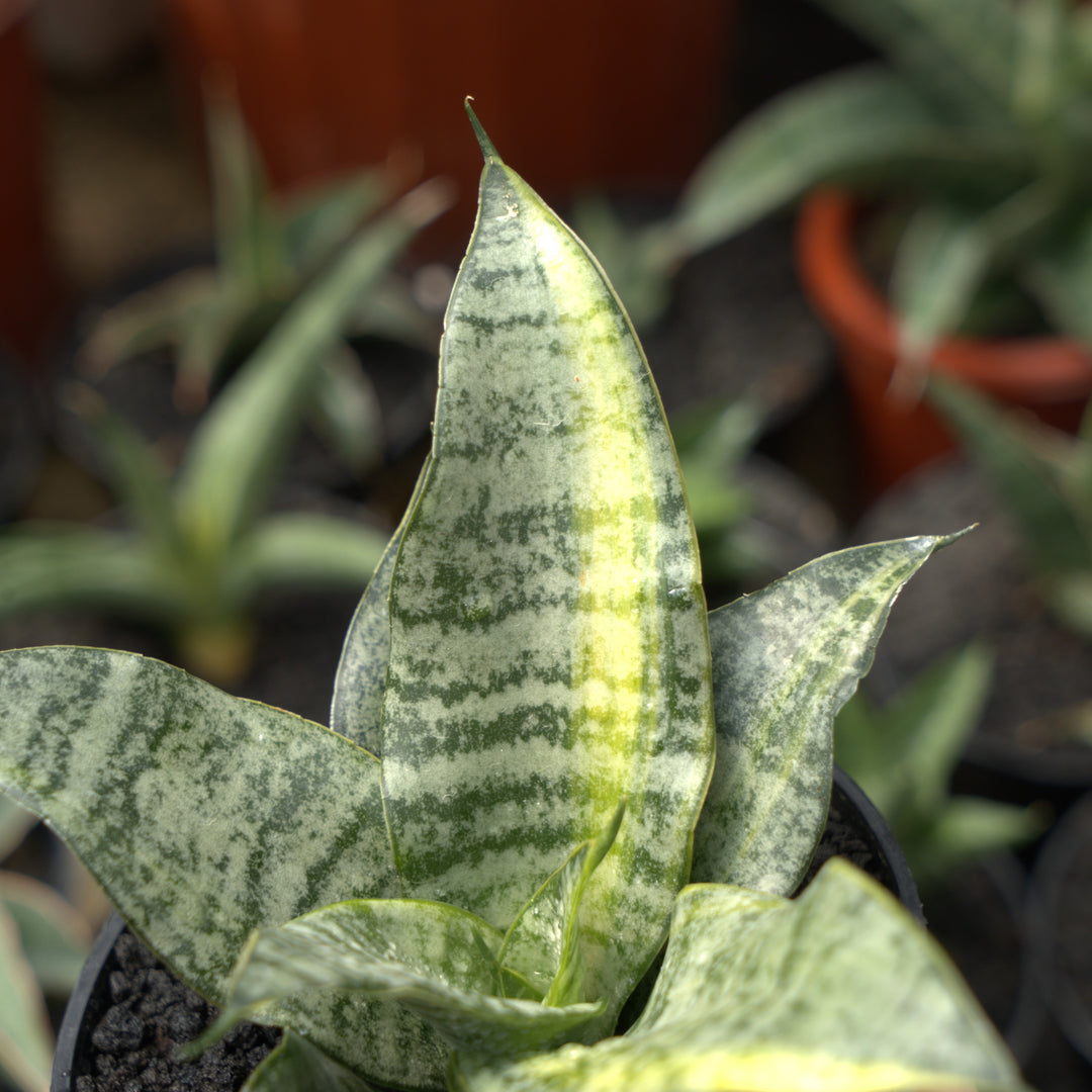 sansevieria margarita Sansevieria Marga Variegated – Succulentasia