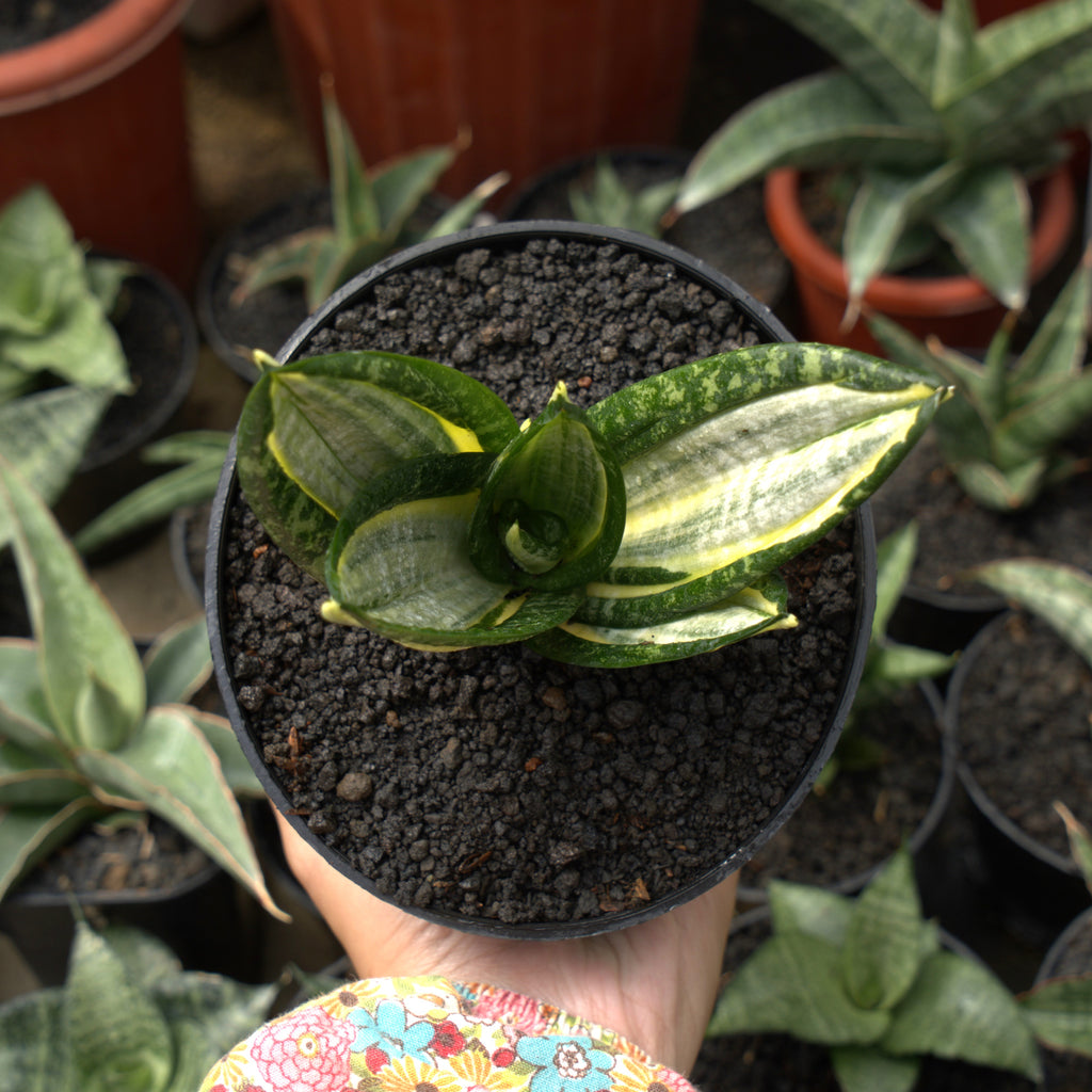 サンスベリア Sansevieria Hahnii Silver Zebra LHS9086_1024x1024.jpg?v=1705465054
