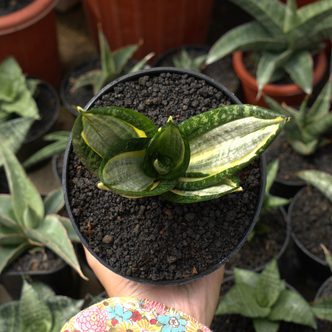 Sansevieria Hahnii Silver Zebra 特大 Sansevieria Hahnii Silver Zebra – Fermosa plants