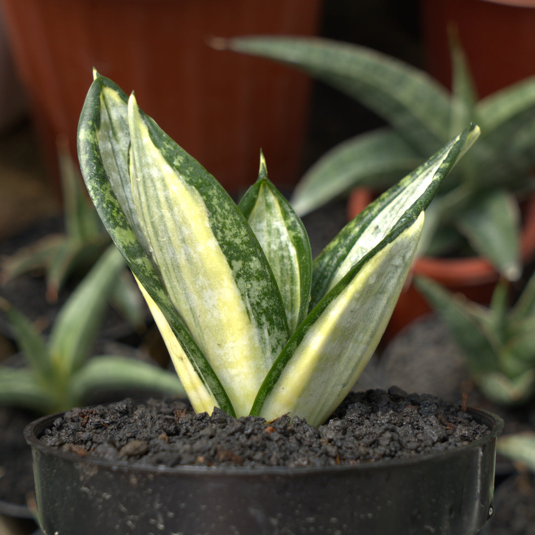 サンスベリア Sansevieria Hahnii Silver Zebra Sansevieria Hahnii Silver Zebra – Fermosa plants