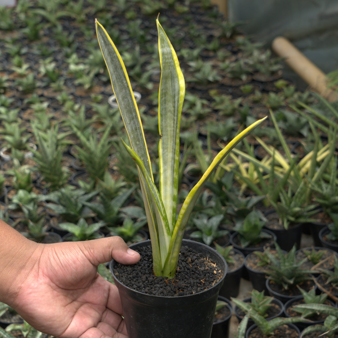 sansevieria assalam-Succulentasia