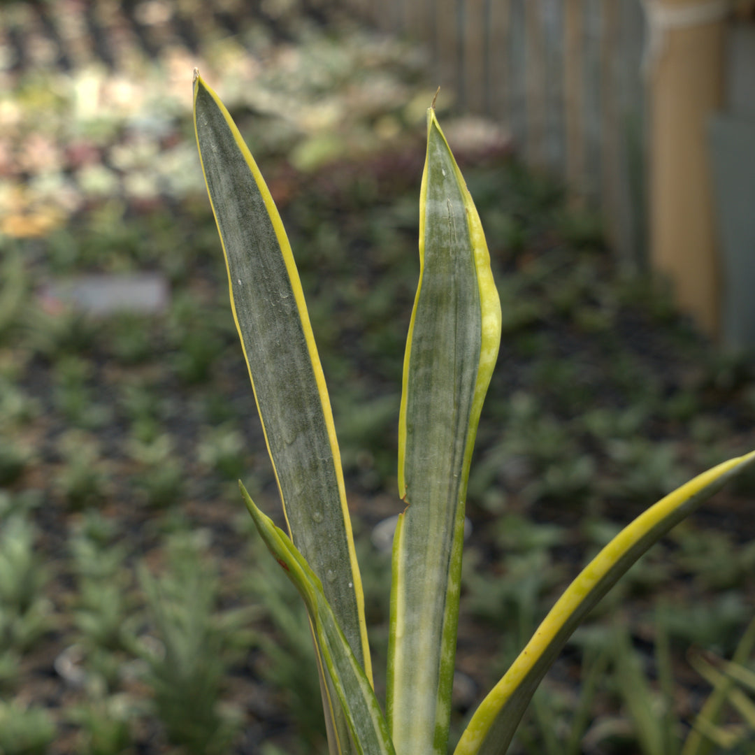 sansevieria assalam-Succulentasia