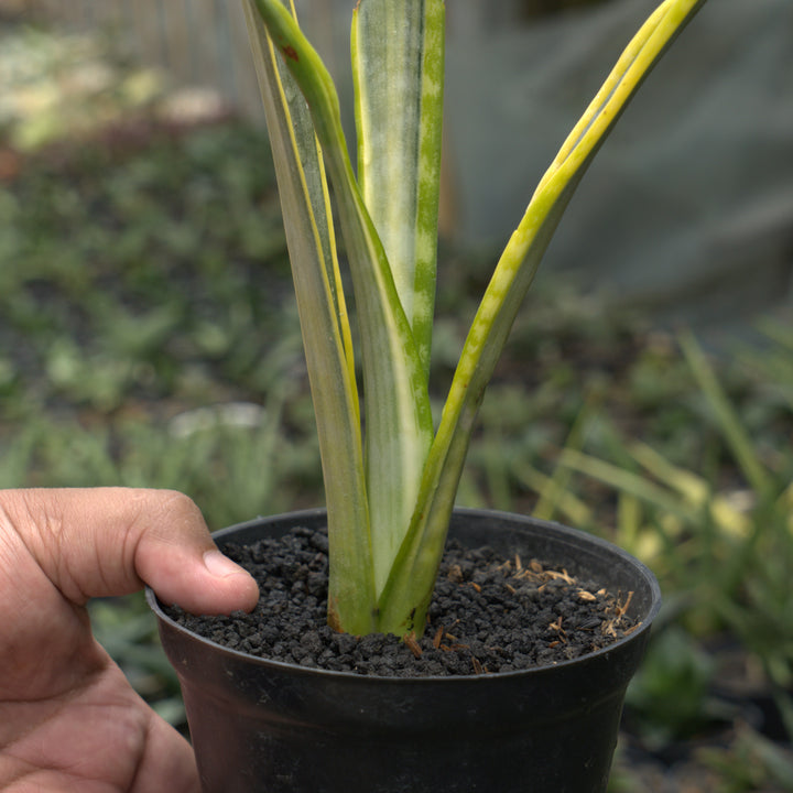 sansevieria assalam-Succulentasia