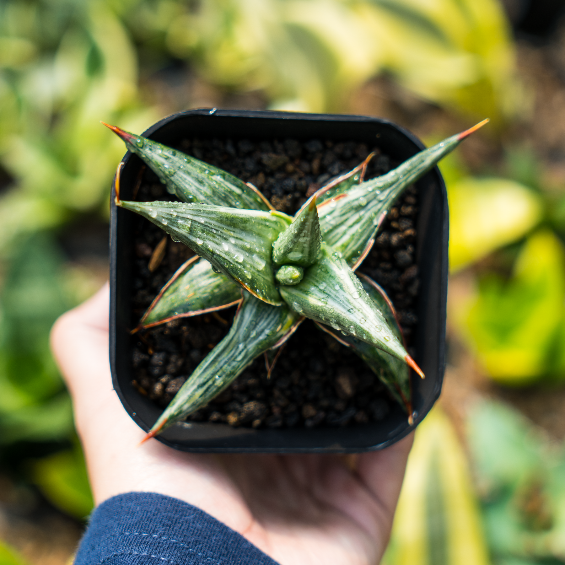 sansevieria blue star Sansevieri all night star white variegated – Succulentasia