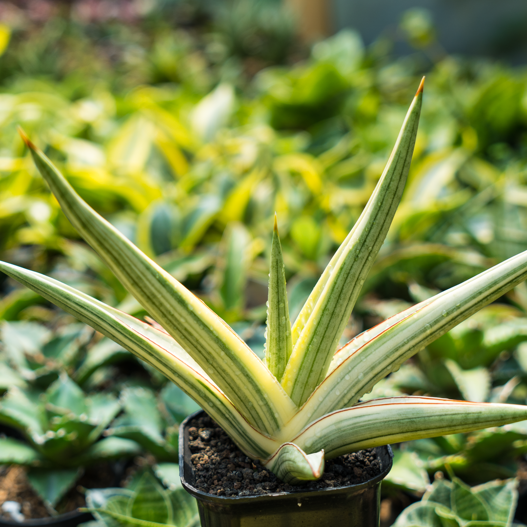 danish crown sansevieria Sansevieria royal crown variegated white – Succulentasia