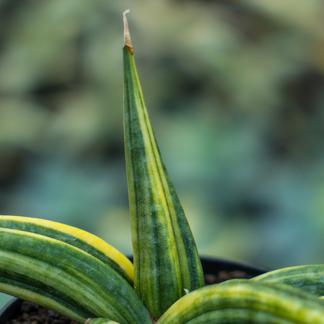 sansevieria patens for sale Sansevieria paten variegated