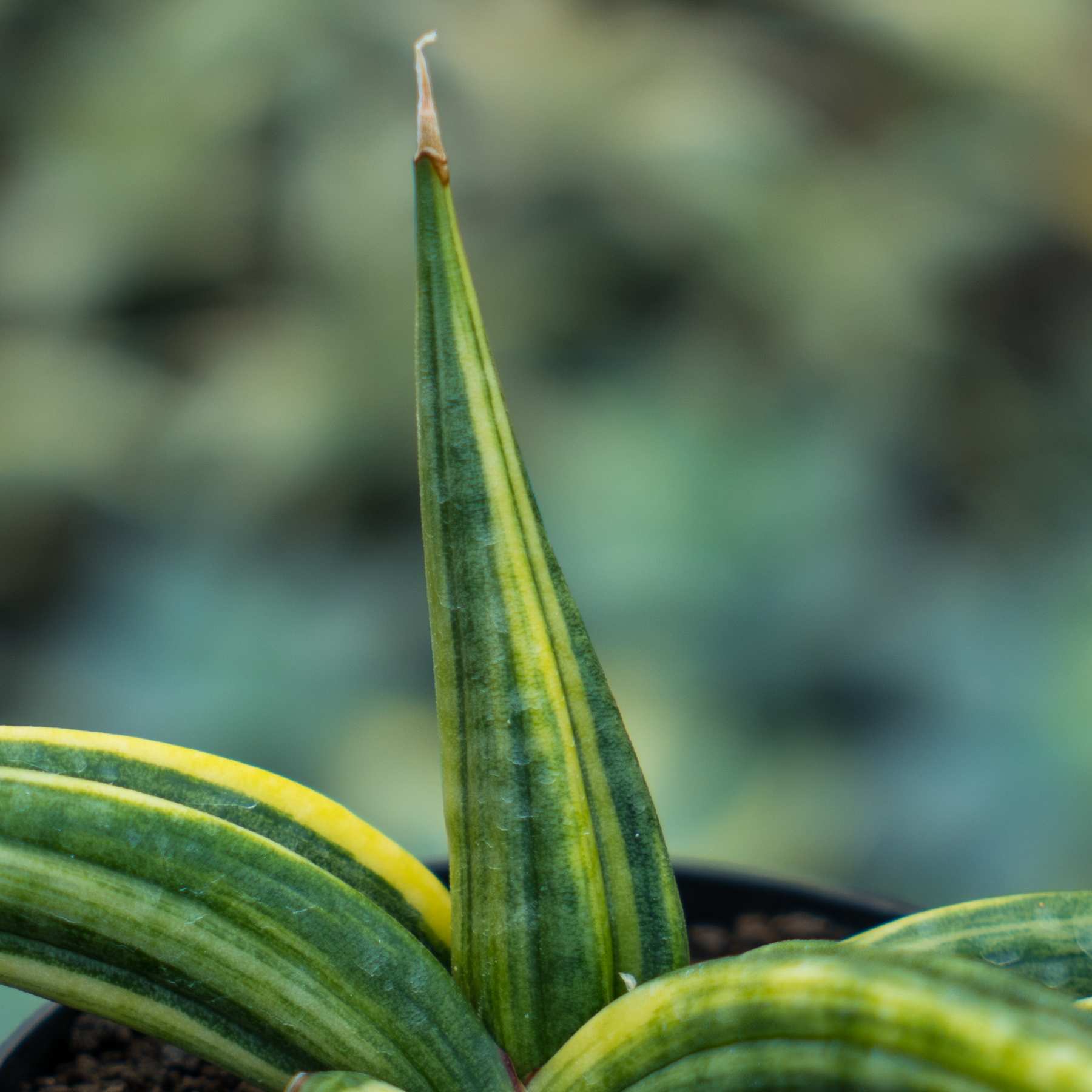 Sansevieria paten variegated – Succulentasia Sansevieria paten variegated – Succulentasia