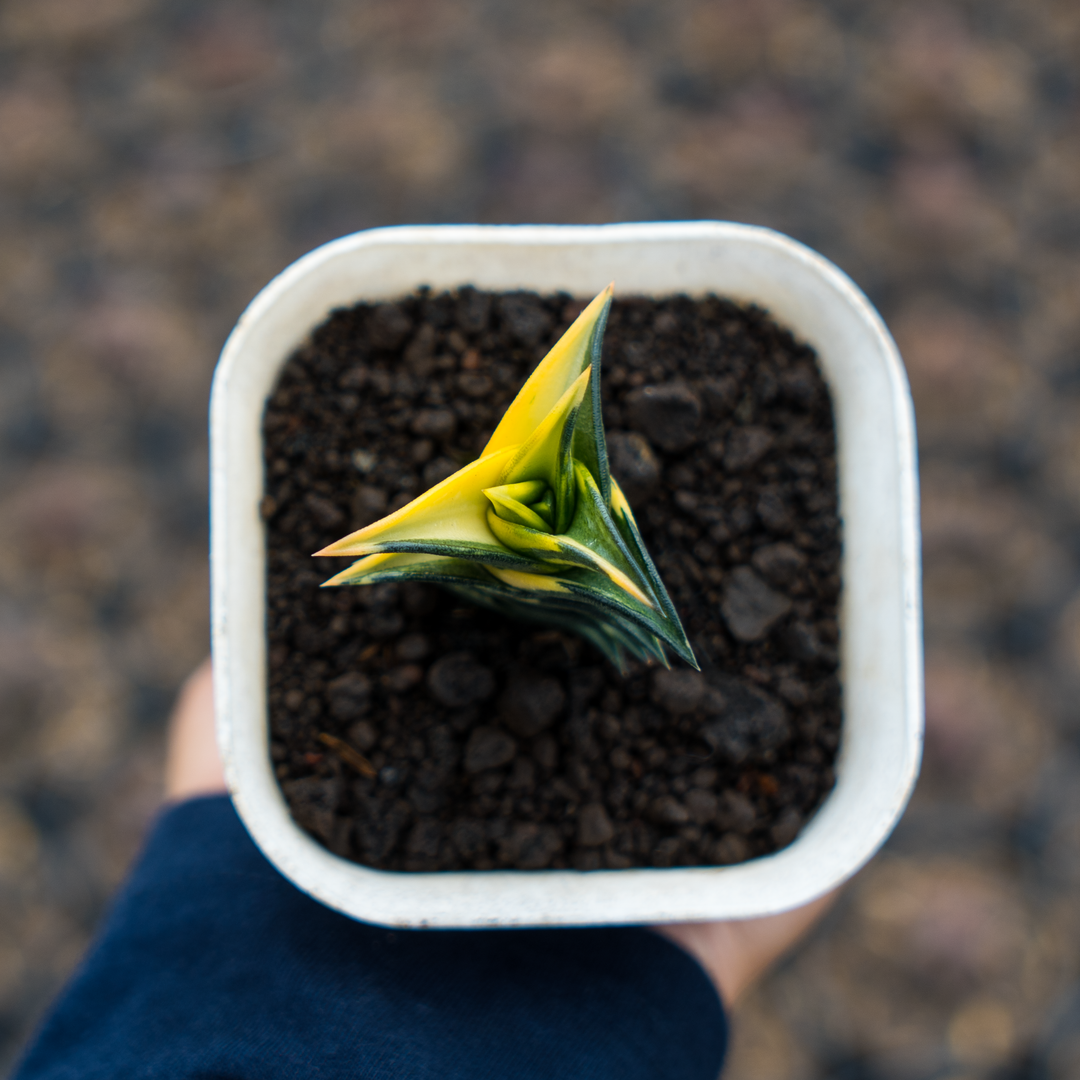 haworthia viscosa variegated