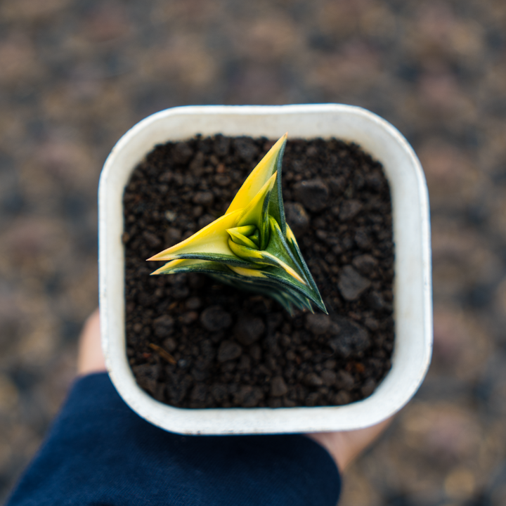 haworthia viscosa variegated