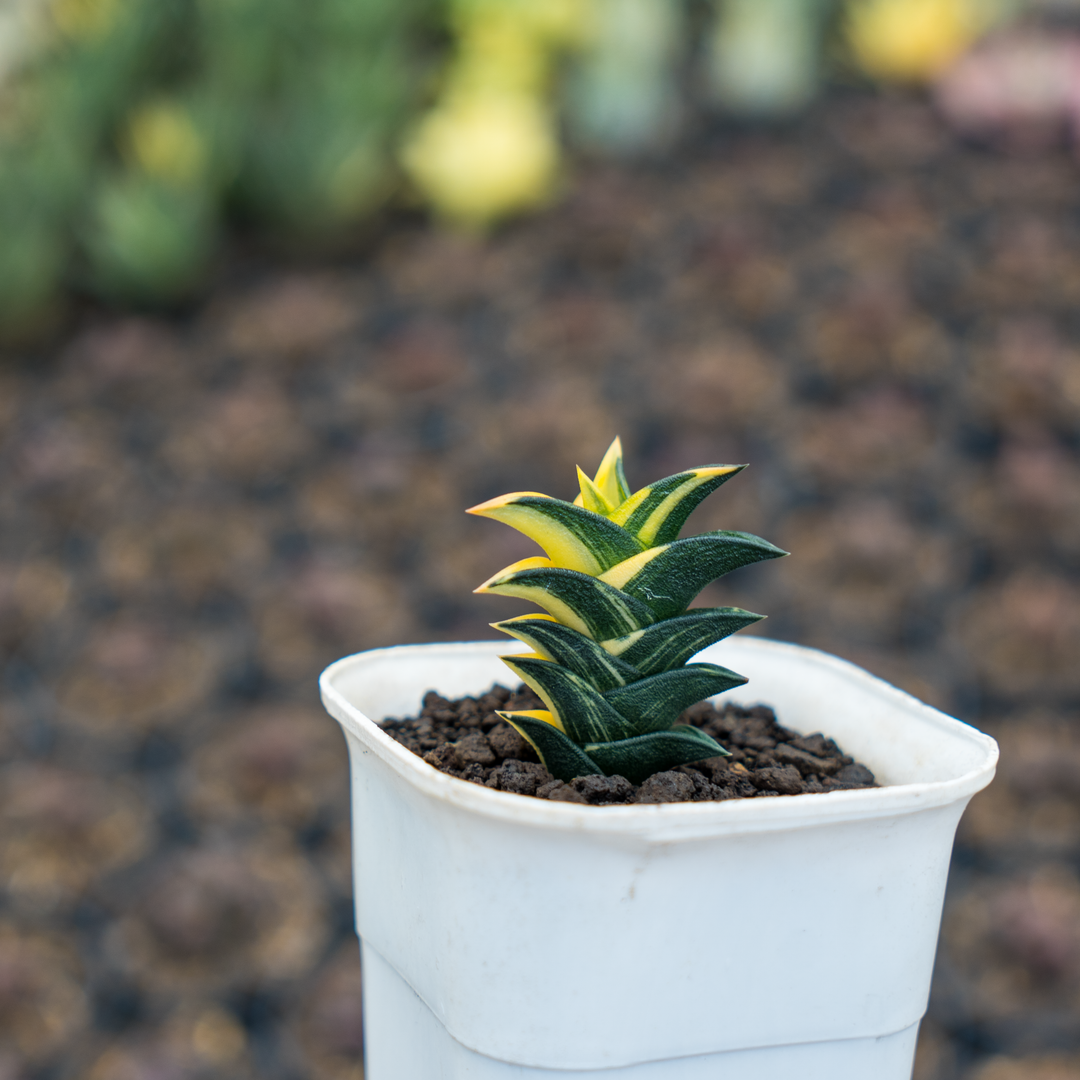 haworthia viscosa variegated