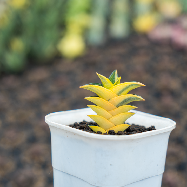 haworthia viscosa variegated