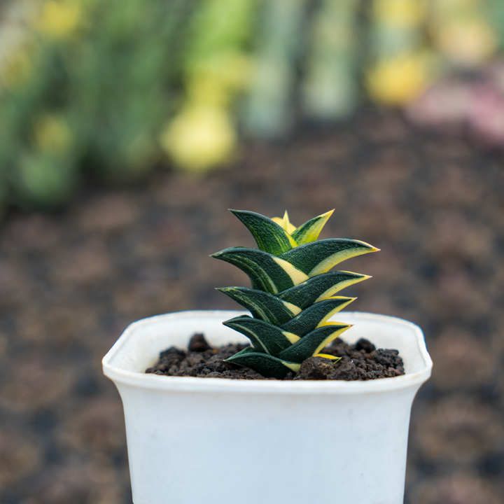 haworthia viscosa variegated