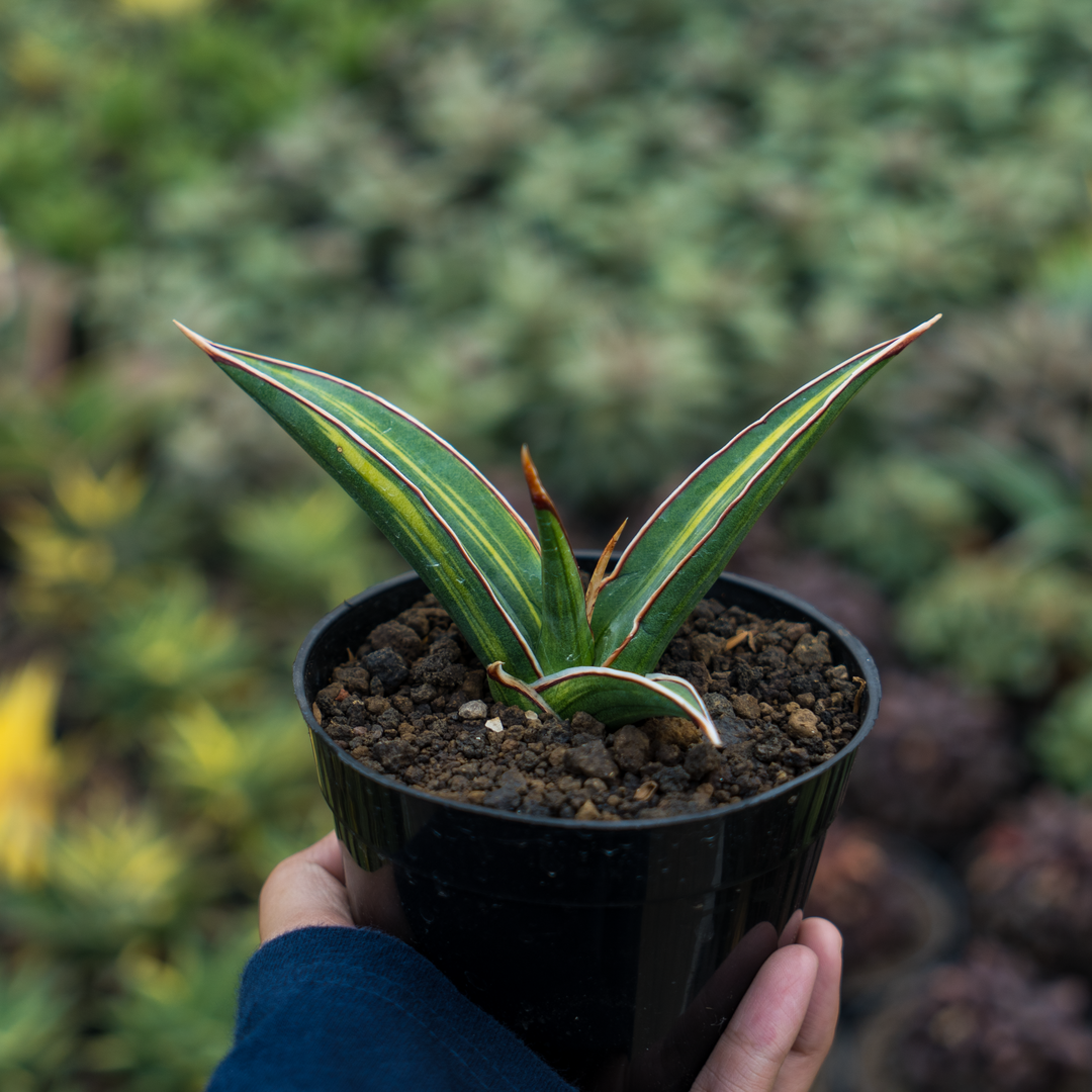 Sansevieria Doris Pfening
