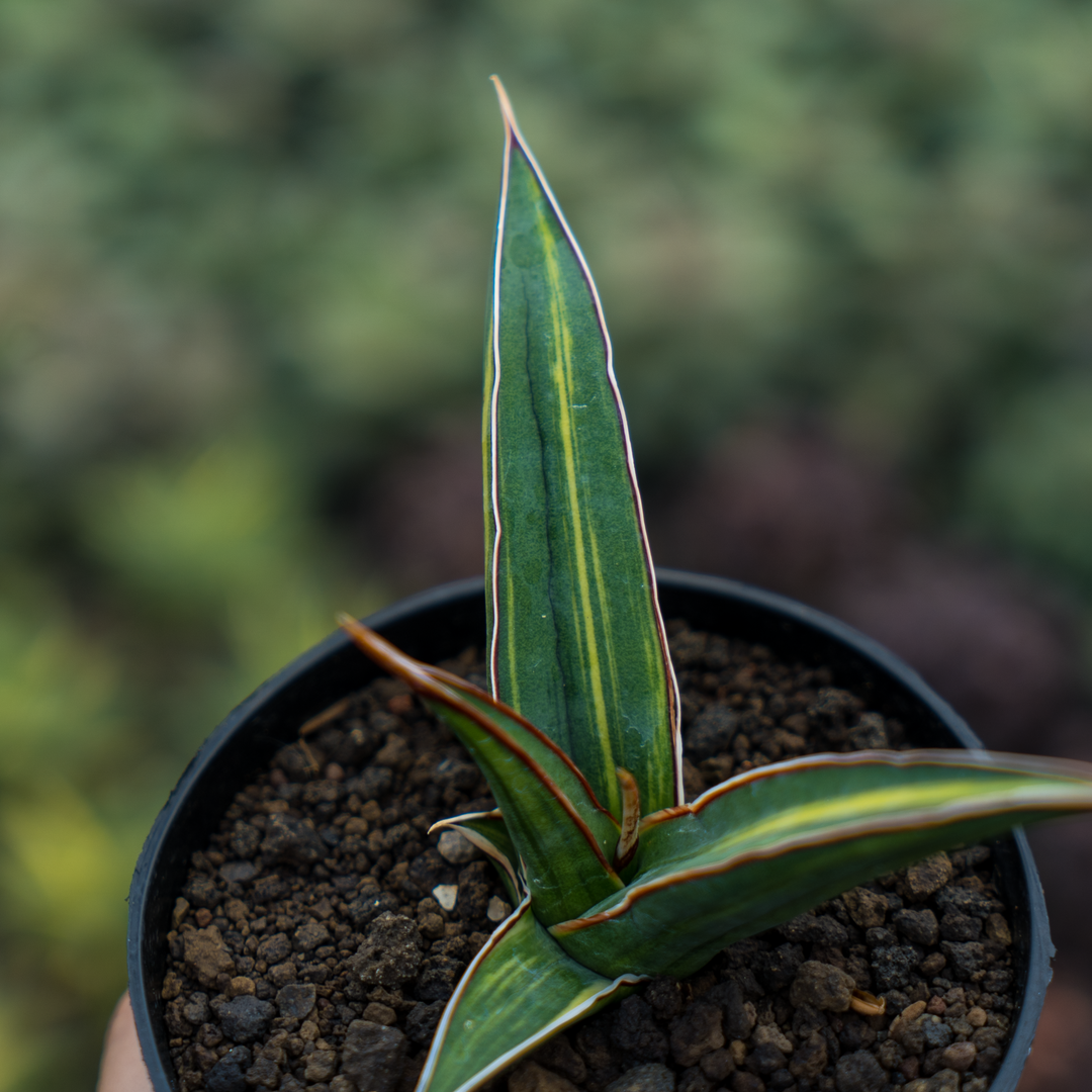 Sansevieria Doris Pfening