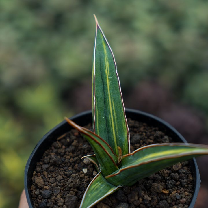 Sansevieria Doris Pfening