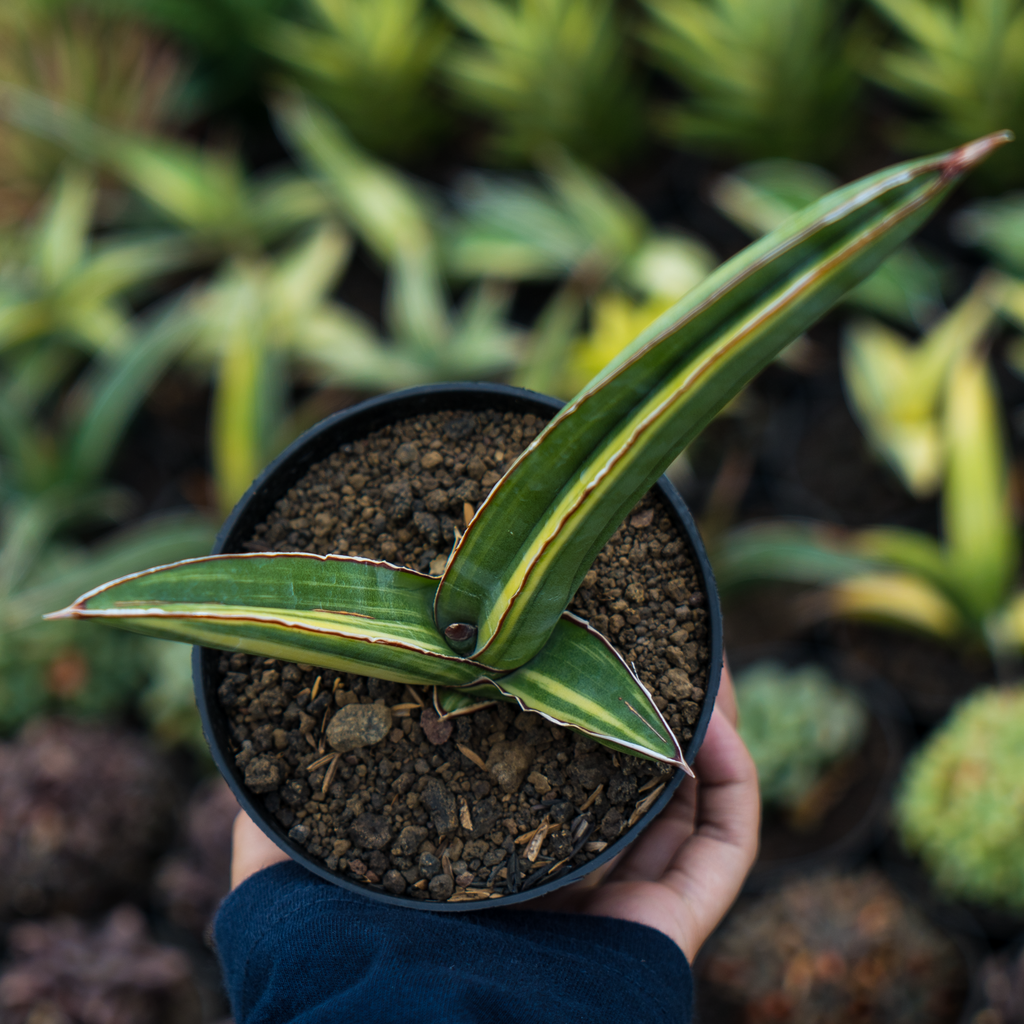 sansevieria samurai variegata Sansevieria samurai salap variegated – Succulentasia