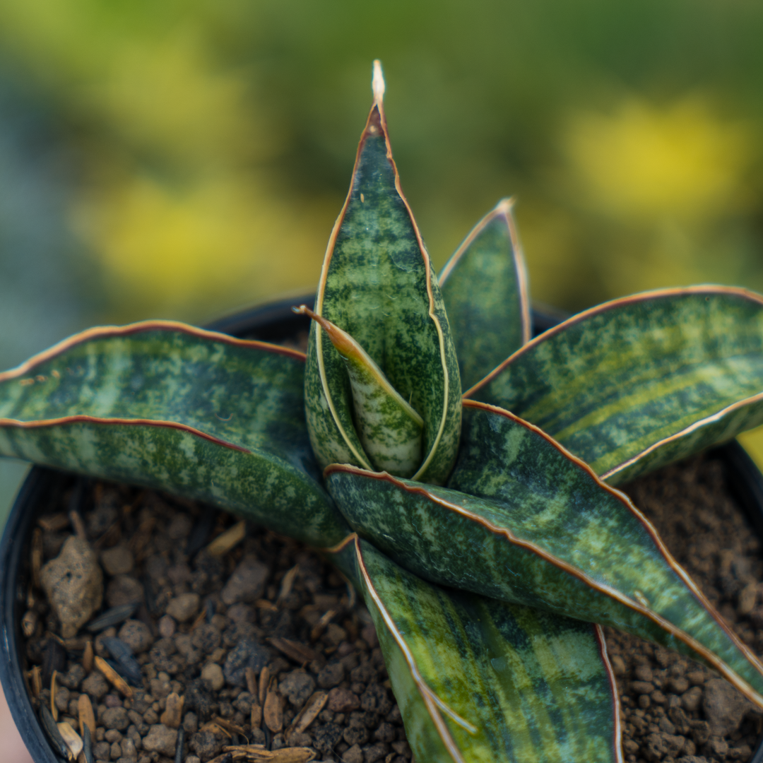 sansevieria fischeri variegated – Succulentasia sansevieria fischeri variegated – Succulentasia