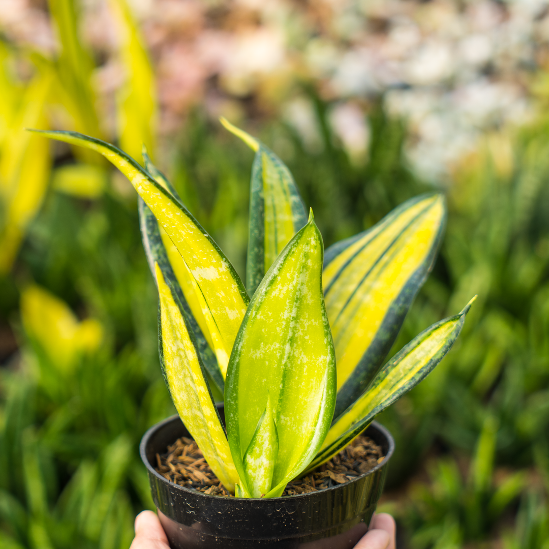 snake plant california sansevieria california
