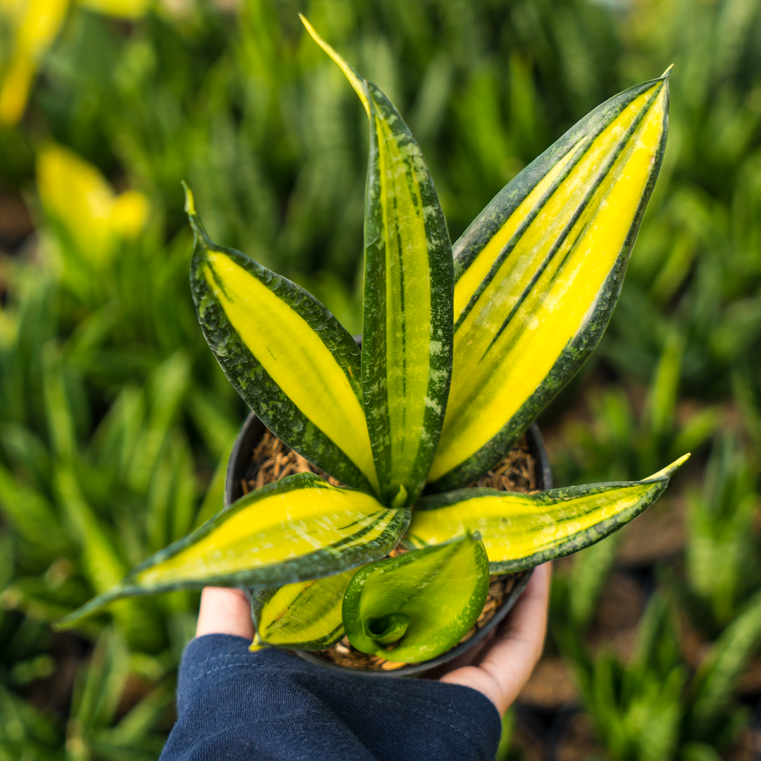 sansevieria amarillenta sansevieria california – Succulentasia