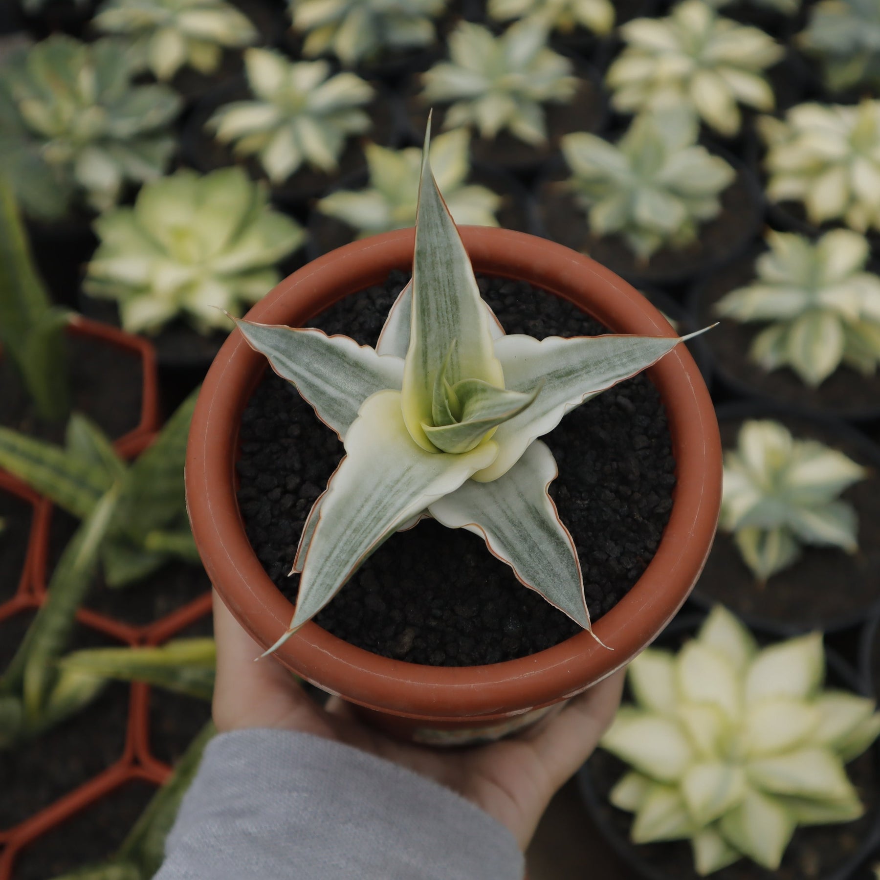 sansevieria snow white Sansevieria Snow White – Succulentasia