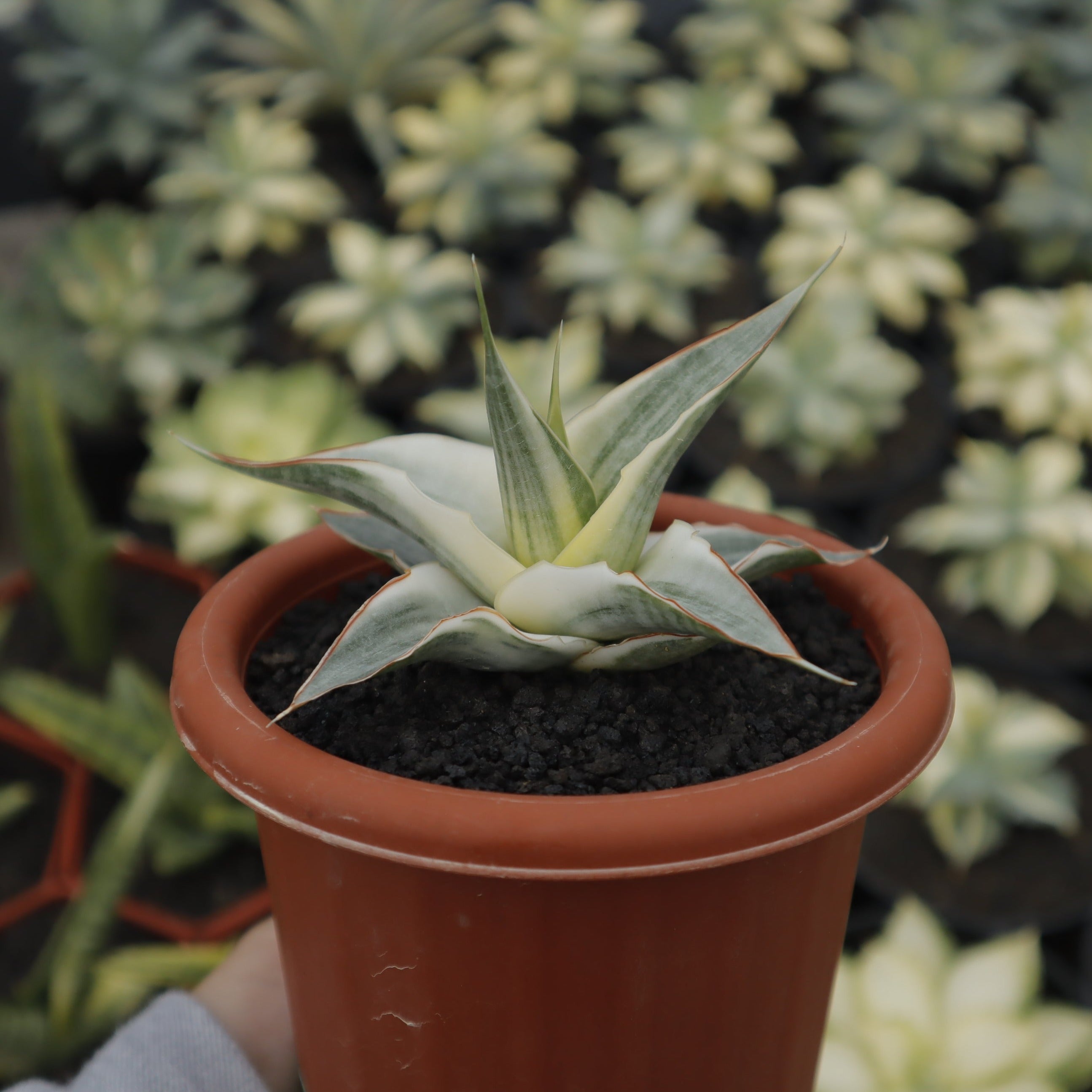 Sansevieria Snow White – Succulentasia