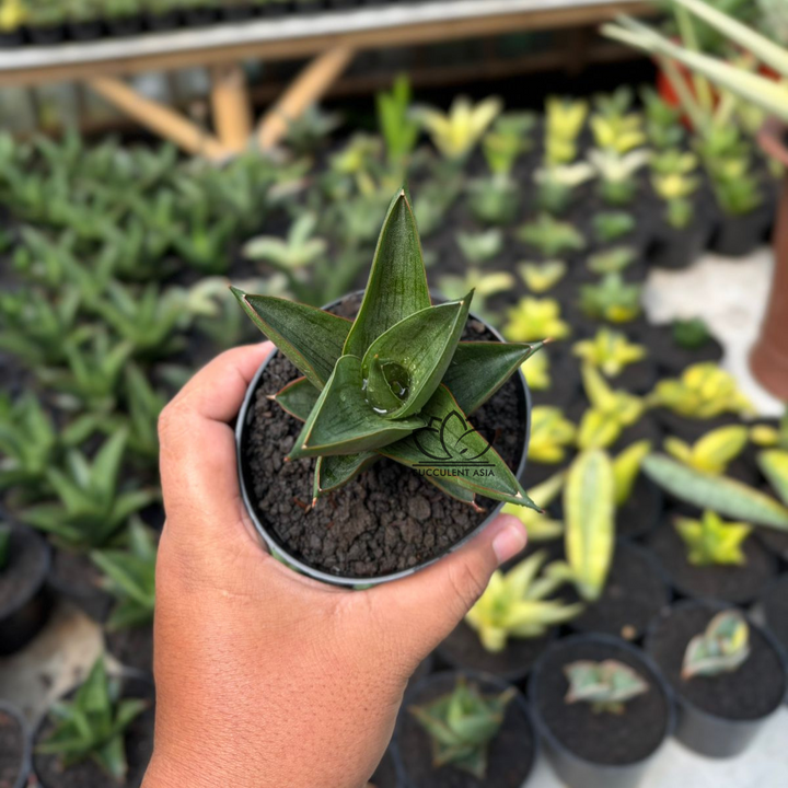 Sansevieria Zavier-succulentasia.com