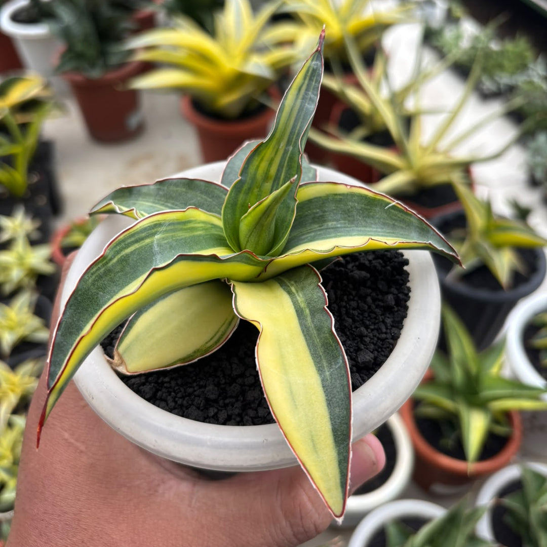 Sansevieria Ganesa variegated_succulentasia.com