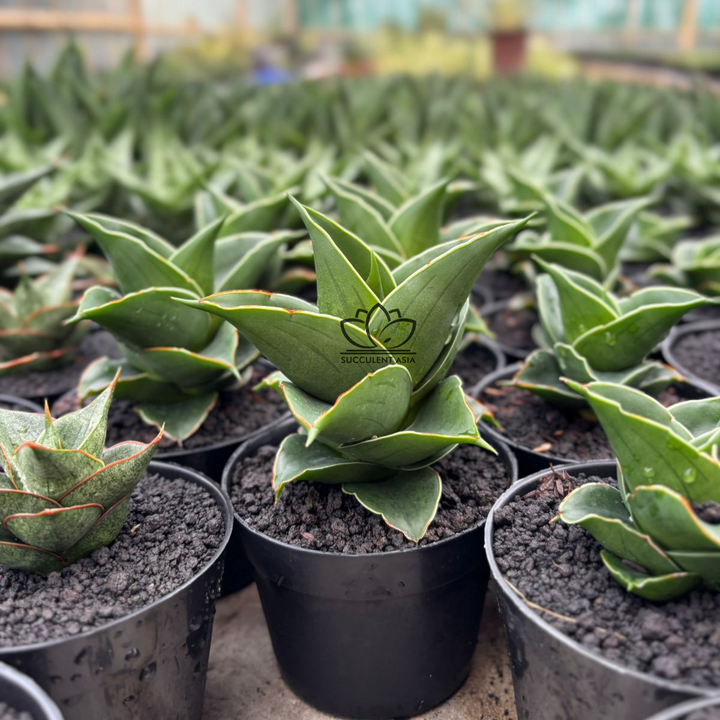 Sansevieria RDJ_succulentasia.com