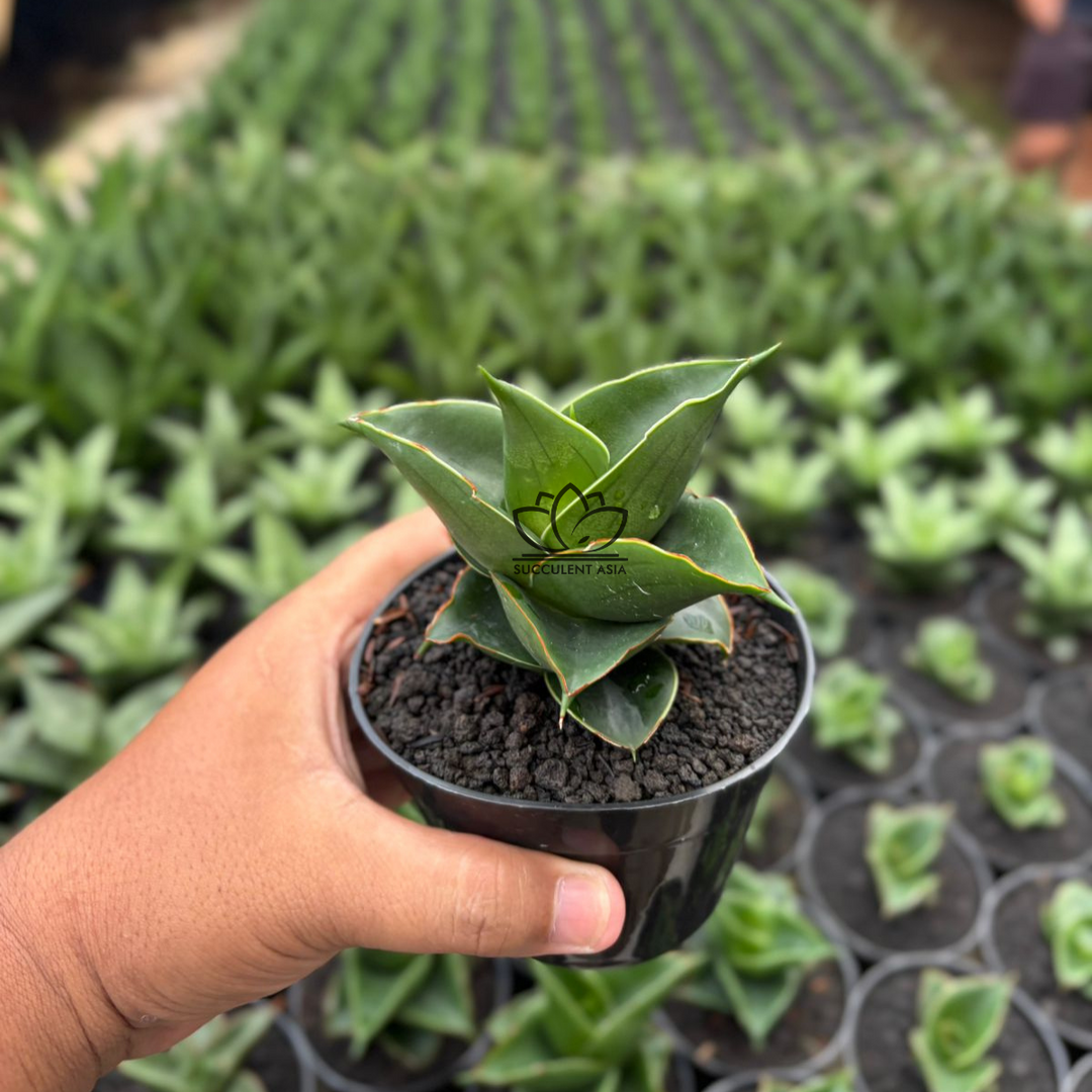 Sansevieria RDJ_succulentasia.com