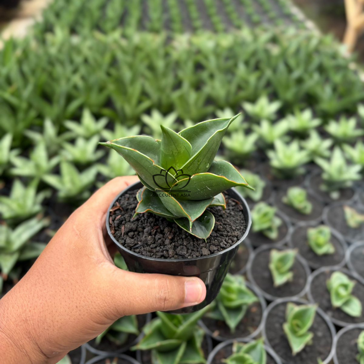 Sansevieria RDJ_succulentasia.com