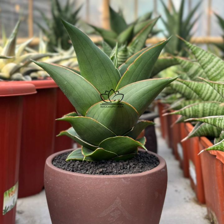 Sansevieria RDJ_succulentasiacom