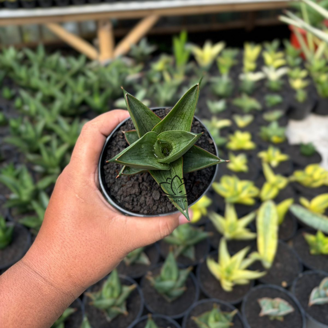 Sansevieria Zavier-succulentasia.com