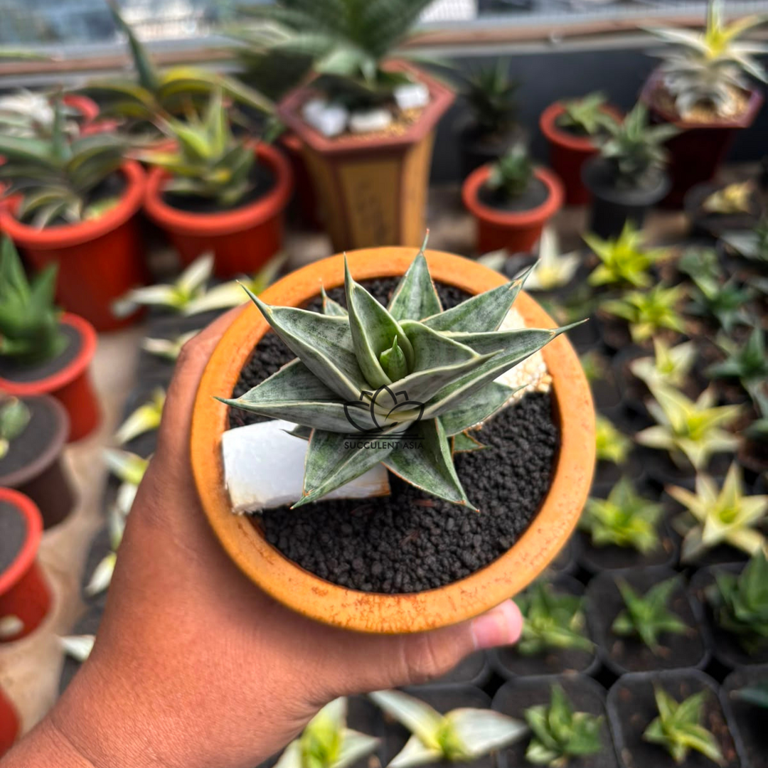 Sansevieria sindoro variegated white_ succulentasia.com
