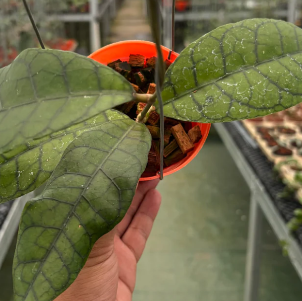 Hoya King Calistophylla