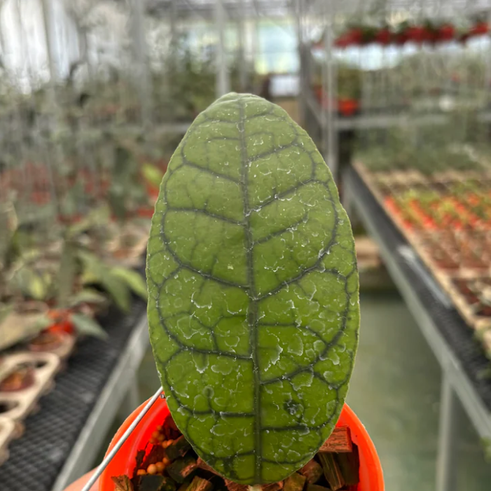 Hoya King Calistophylla