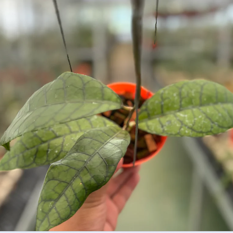 Hoya King Calistophylla