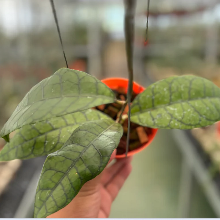 Hoya King Calistophylla