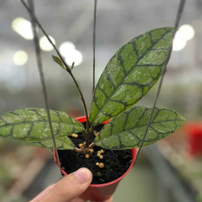 Hoya Calistophylla Splash
